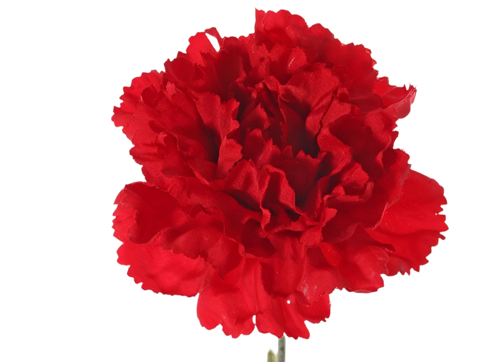 Dianthus | Œillet 60cm Red