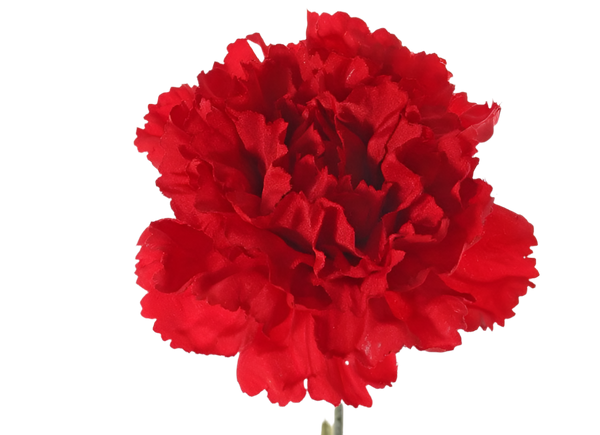 Dianthus | Œillet 60cm Red