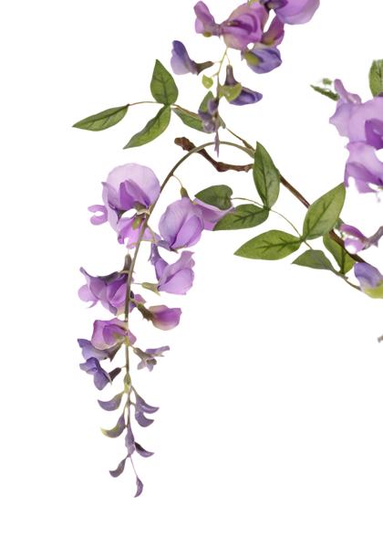 Wisteria | Glycine 80cm Lavender