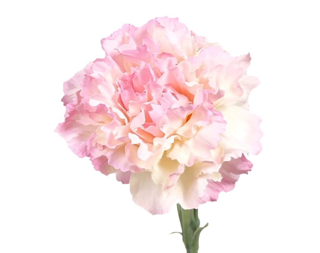 Dianthus | Œillet 60cm Pink