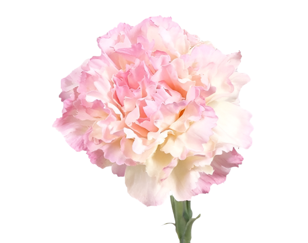 Dianthus | Œillet 60cm Pink
