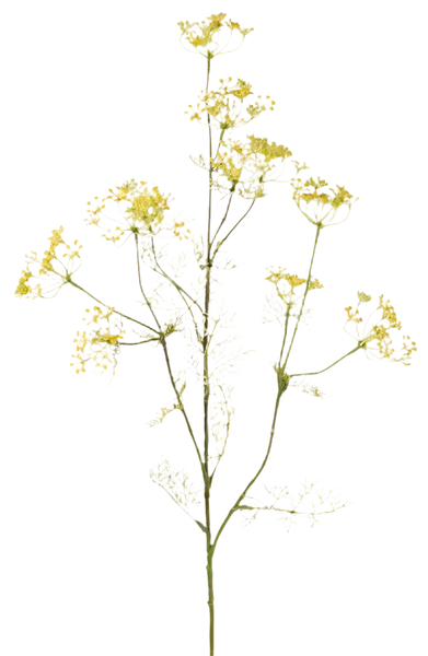 Dill | Aneth Graveolens 78cm Yellow