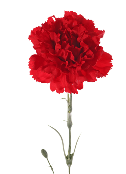Dianthus | Œillet 60cm Red