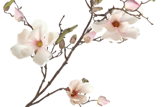 Magnolia 107cm Cream Pink