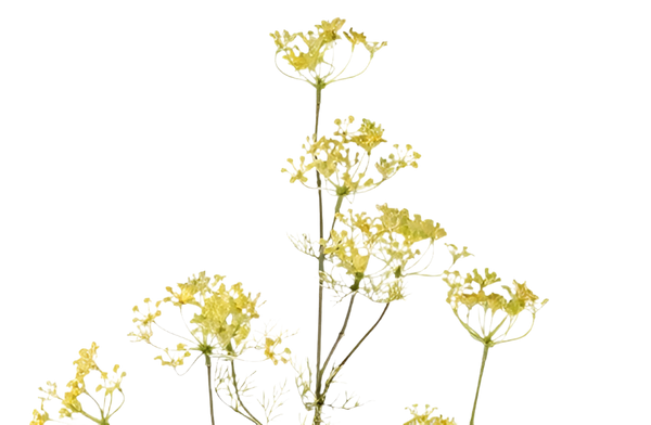 Dill | Aneth Graveolens 78cm Yellow