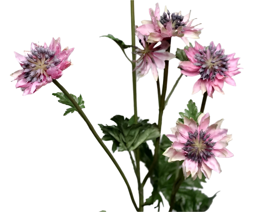 Astrantia | Astrance 66cm Pink