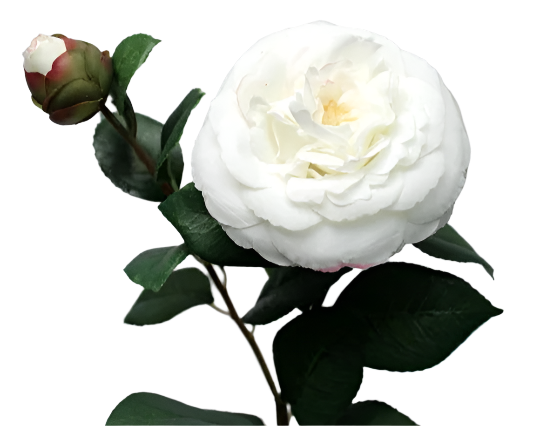 Camellia | Camélia 63cm White