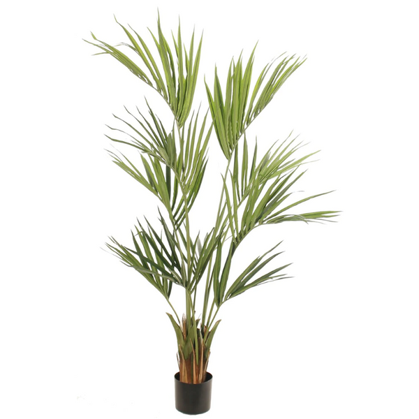 Kentia 150cm