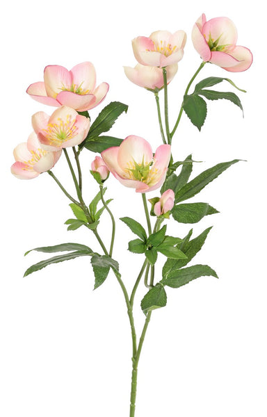 Helleborus 48cm Pink Cream