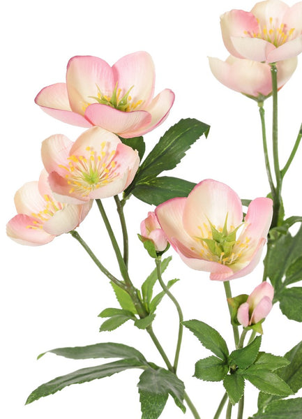 Helleborus 48cm Pink Cream