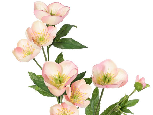 Helleborus 48cm Pink Cream