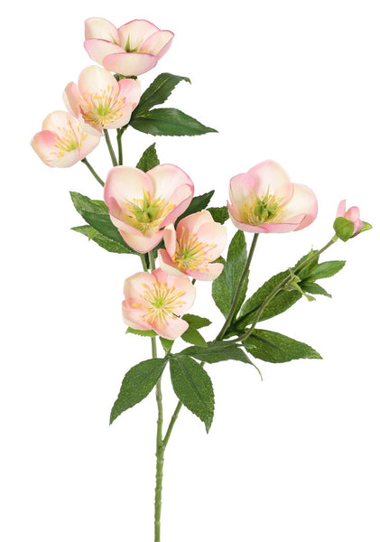 Helleborus 48cm Pink Cream