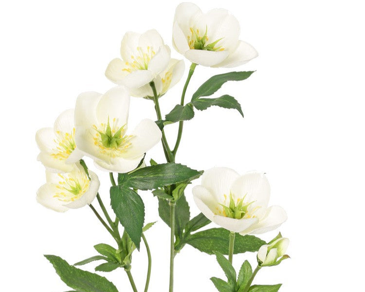 Helleborus 48cm White