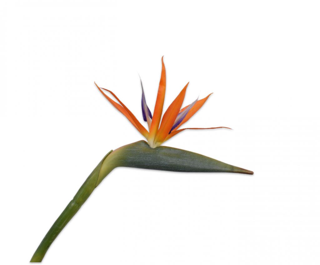 Strelitzia Bird of Paradise | Oiseau de paradis 95cm