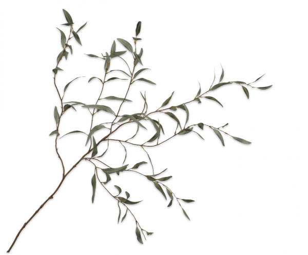 Eucalyptus 123cm Green