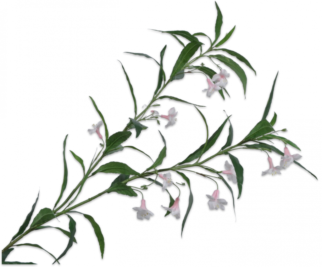 Ruellia 107cm Pink Cream