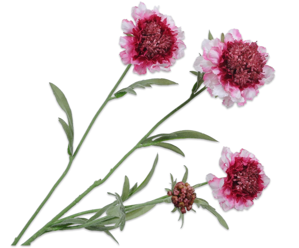 Scabiosa 80cm Cream Pink