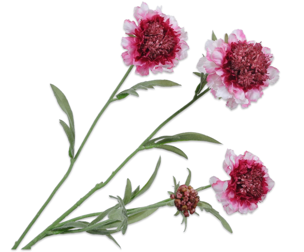 Scabiosa 80cm Cream Pink