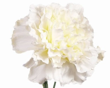 Dianthus | Œillet 60cm White
