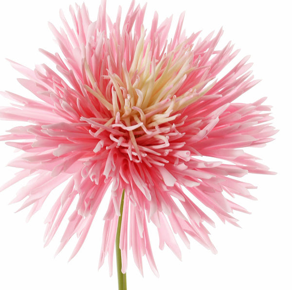 Chrysanthemum | Chrysanthème 58cm Pink