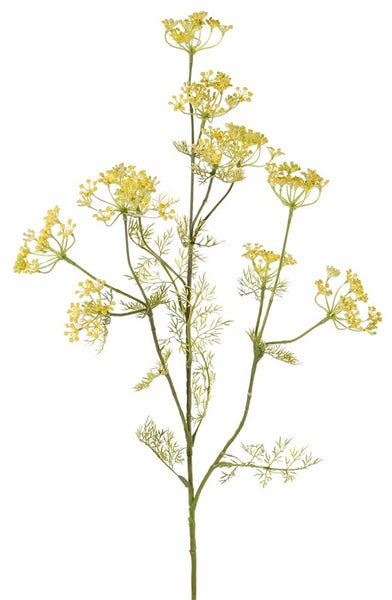Dill | Aneth Graveolens 78cm Yellow