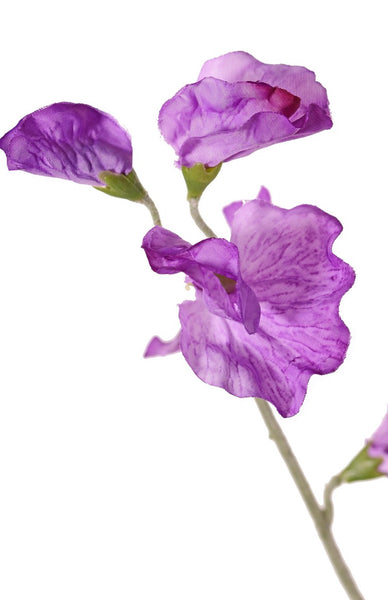 Lathyrus | Pois de senteur 64cm Violet