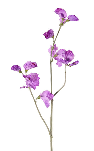 Lathyrus | Pois de senteur 64cm Violet