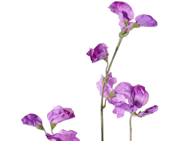 Lathyrus | Pois de senteur 64cm Violet