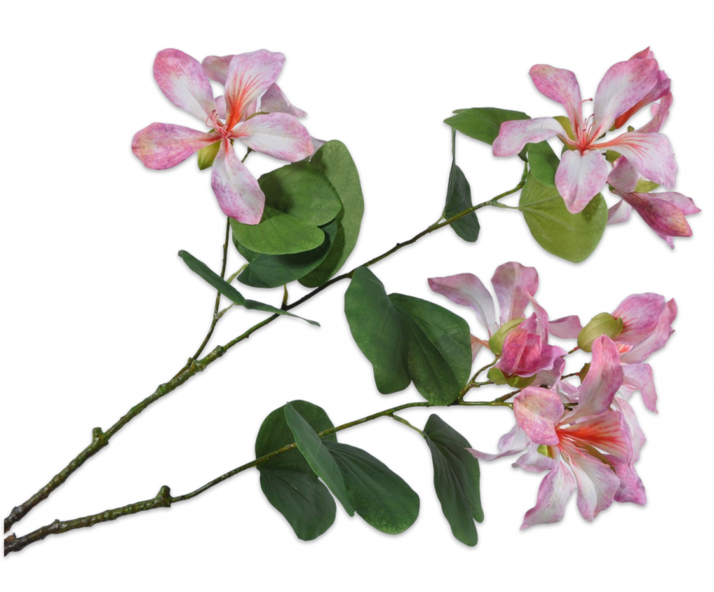 Bauhinia 113cm Pink Red