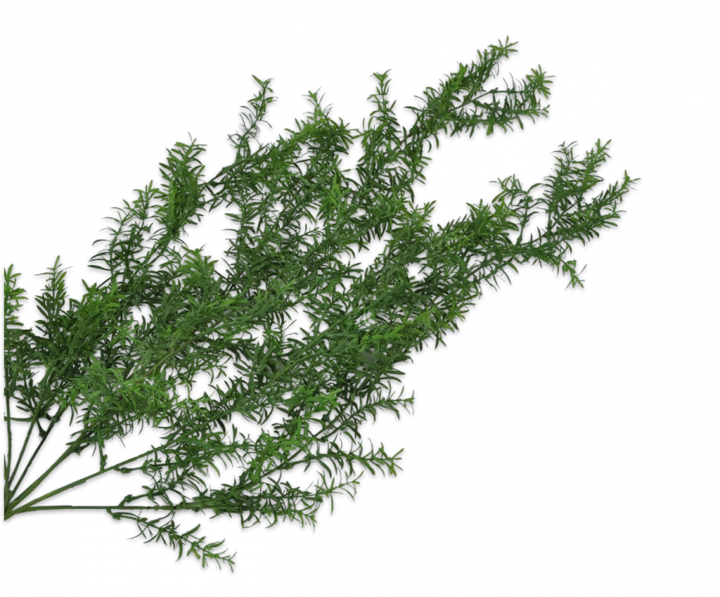 Asparagus | Asparagus 104cm Green