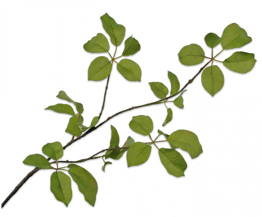 Greenery | Feuillage 91cm Green