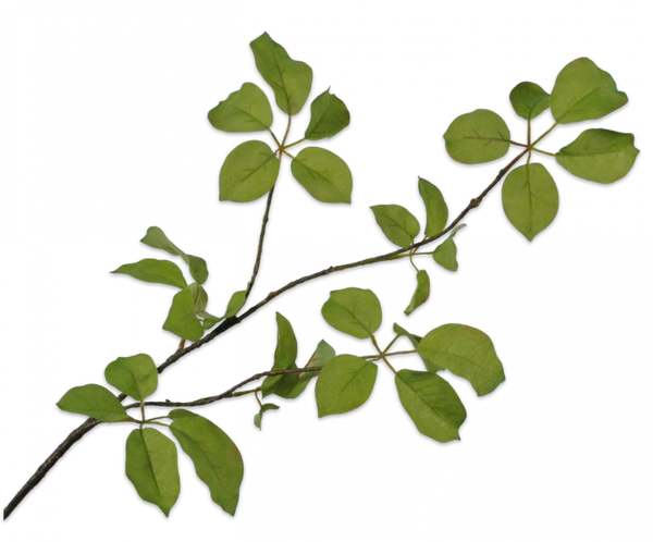 Greenery | Feuillage 91cm Green