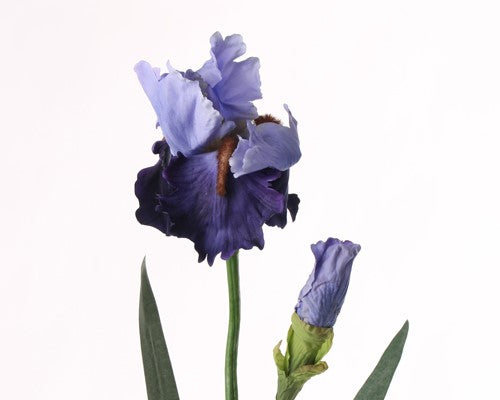 Fleurs/Collection Iris/Iris blanc ceinture bleu et bleu