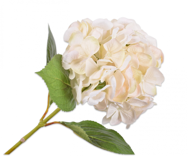 Hydrangea | Hortensia 65cm Cream