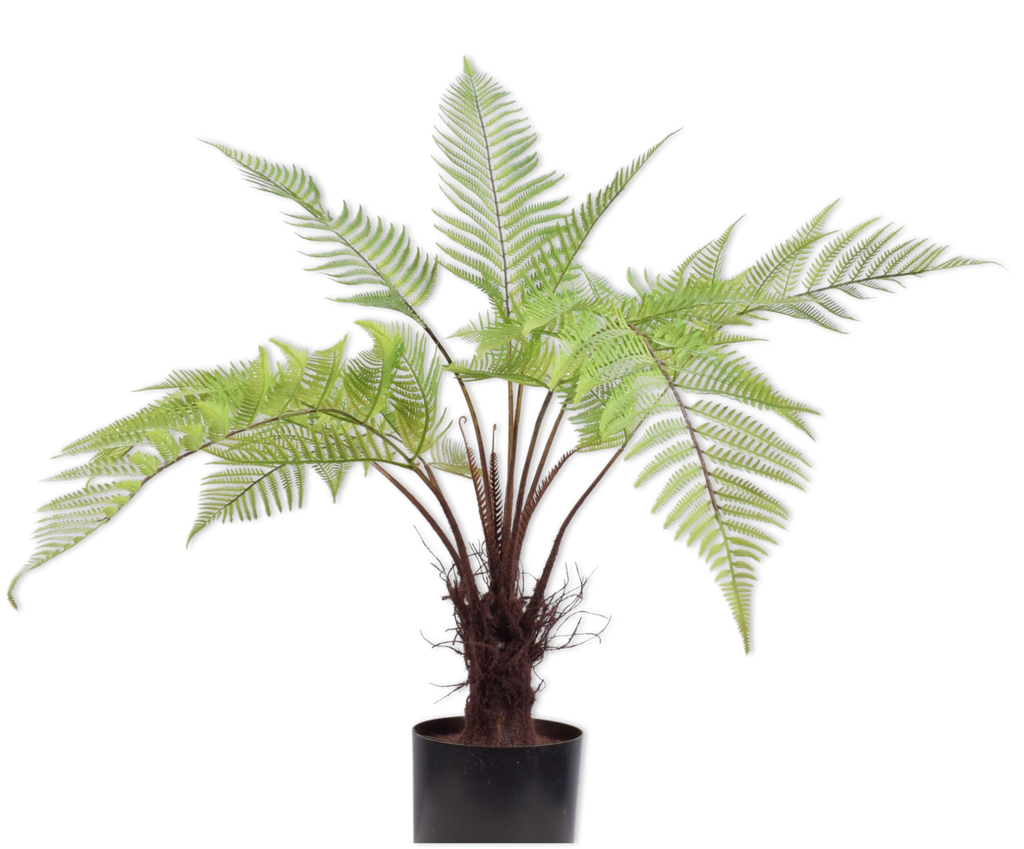 Fern | Fougère 86cm