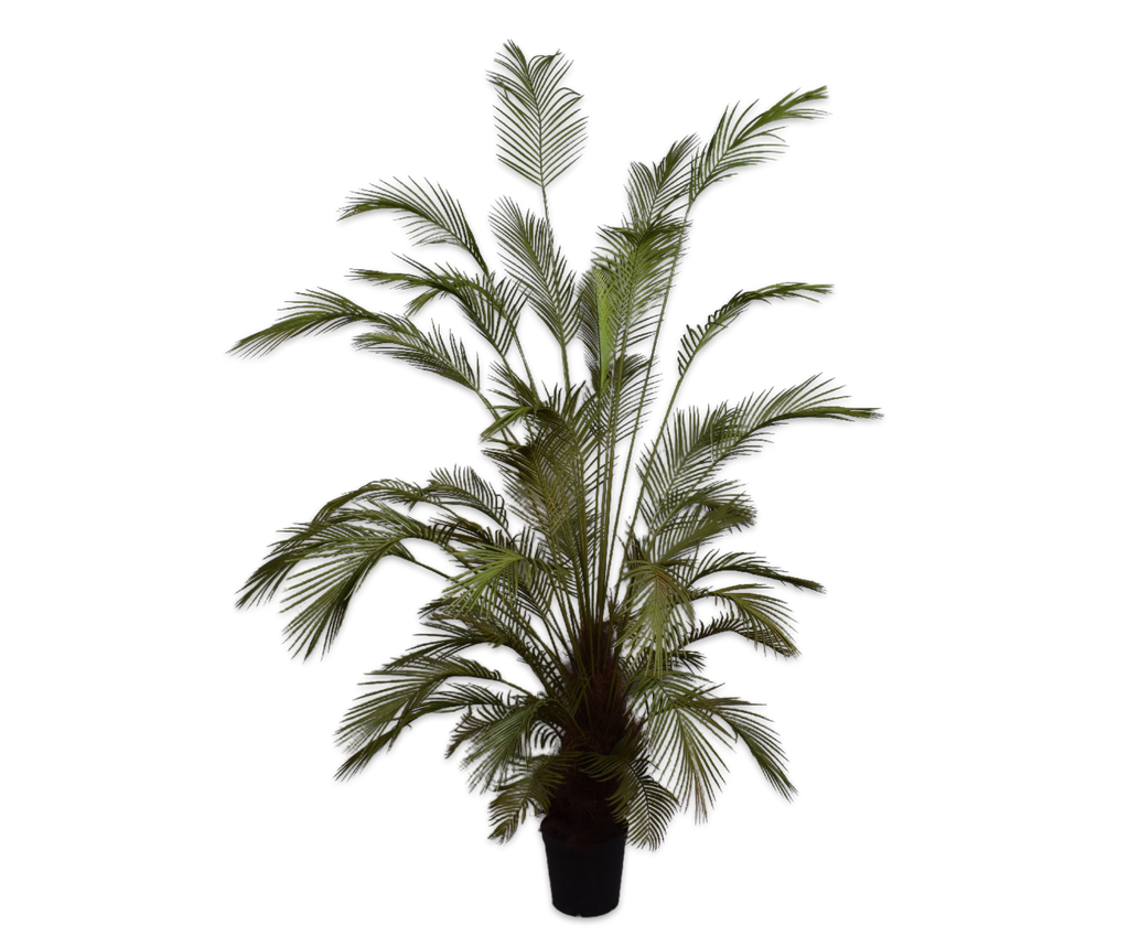 Palm | Palmier 230cm