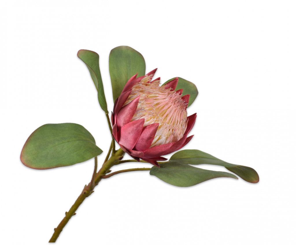 Protea 65cm Pink