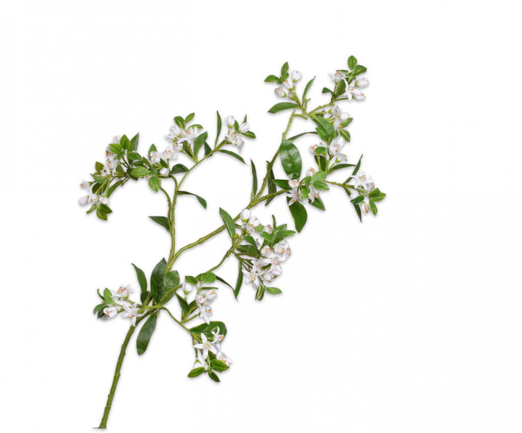 Orange blossom | Fleurs d'Oranger 91cm White