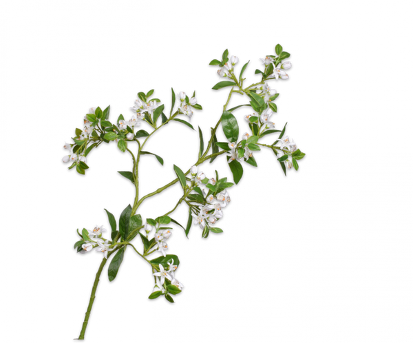 Orange blossom | Fleurs d'Oranger 91cm White