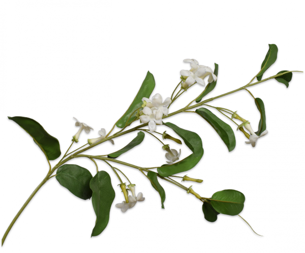 Stephanotis 98cm White