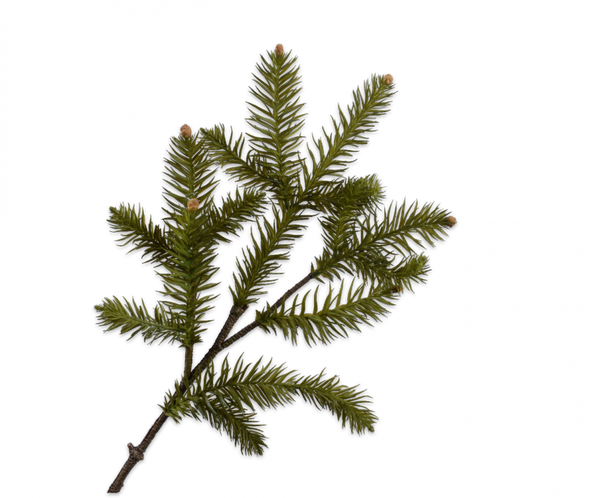 Pine | Pin 84cm Green