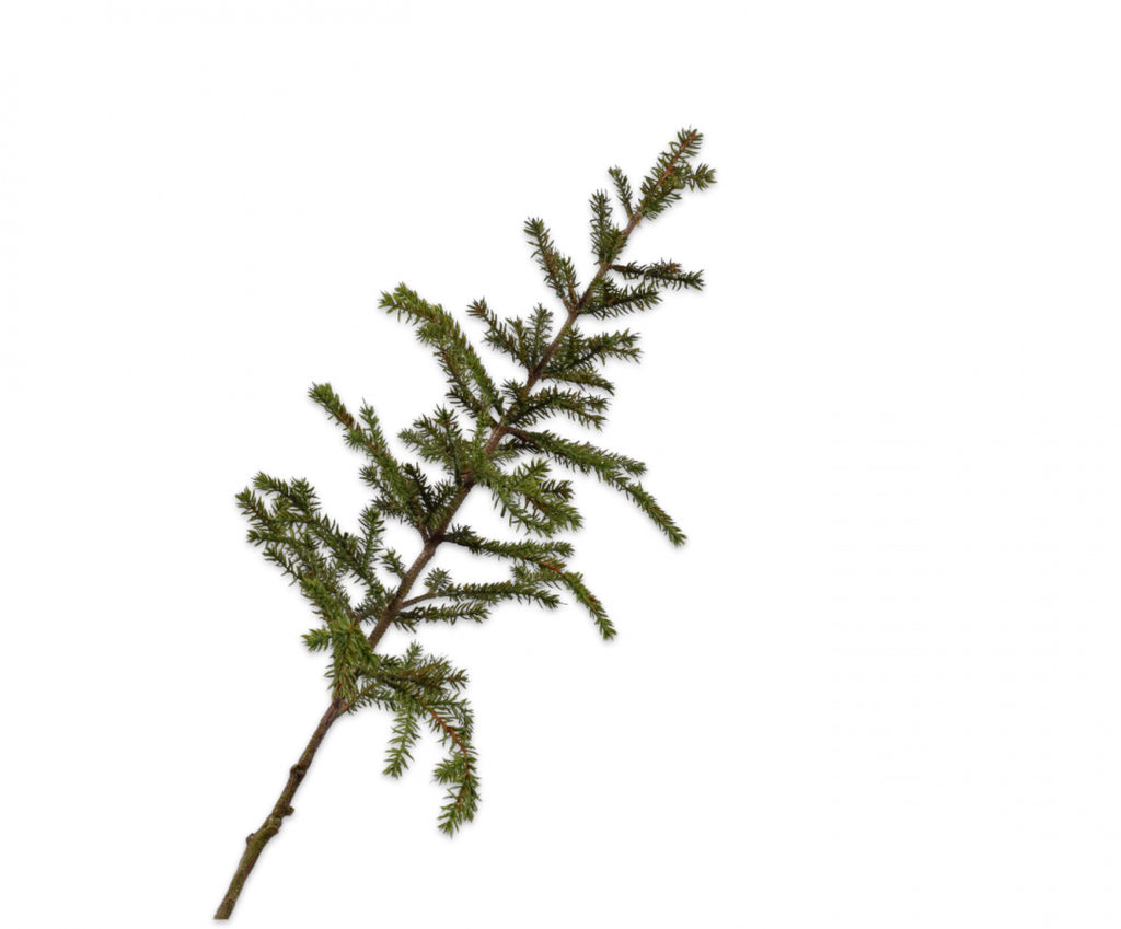 Pine | Pin 110cm Green