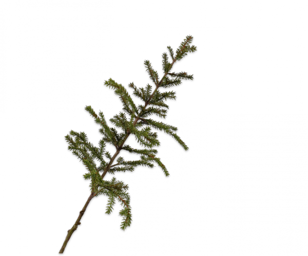 Pine | Pin 110cm Green