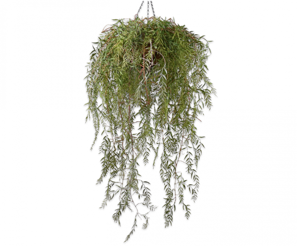 Hanging Plant | Plante suspendue 120cm Green