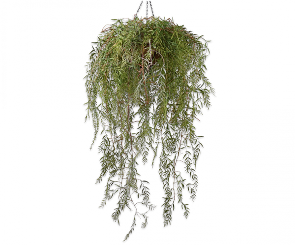 Hanging Plant | Plante suspendue 120cm Green