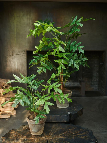 Palm | Palmier Caryota 170cm
