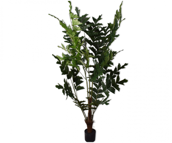 Palm | Palmier Caryota 170cm