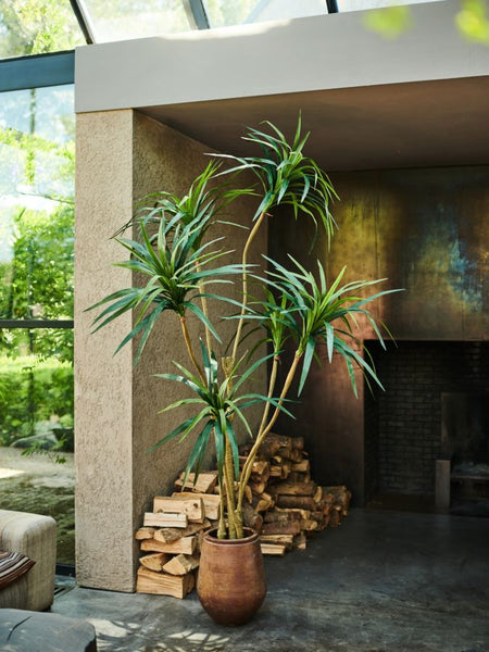 Yucca 213cm