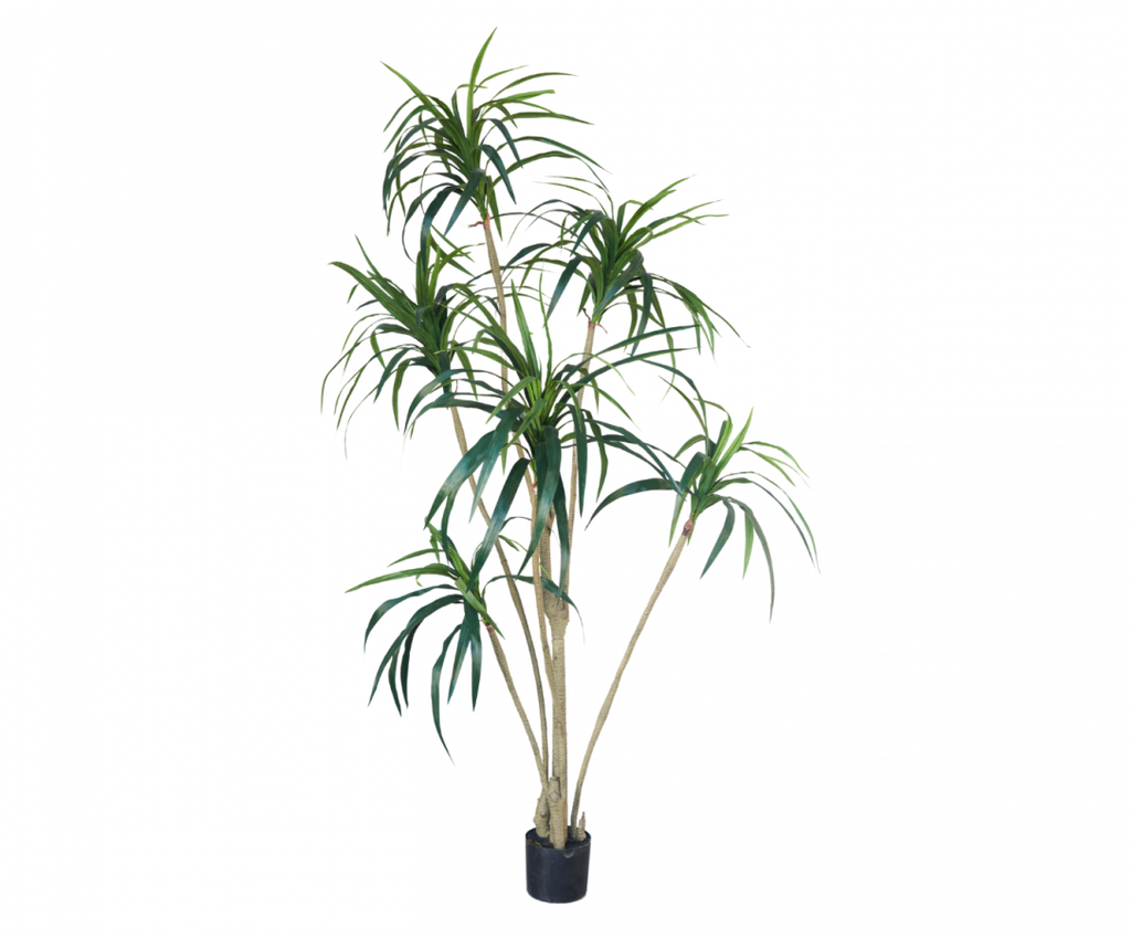 Yucca 213cm