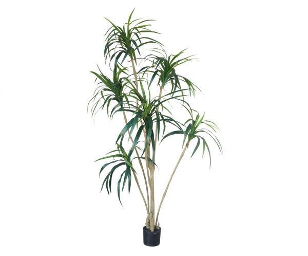 Yucca 213cm